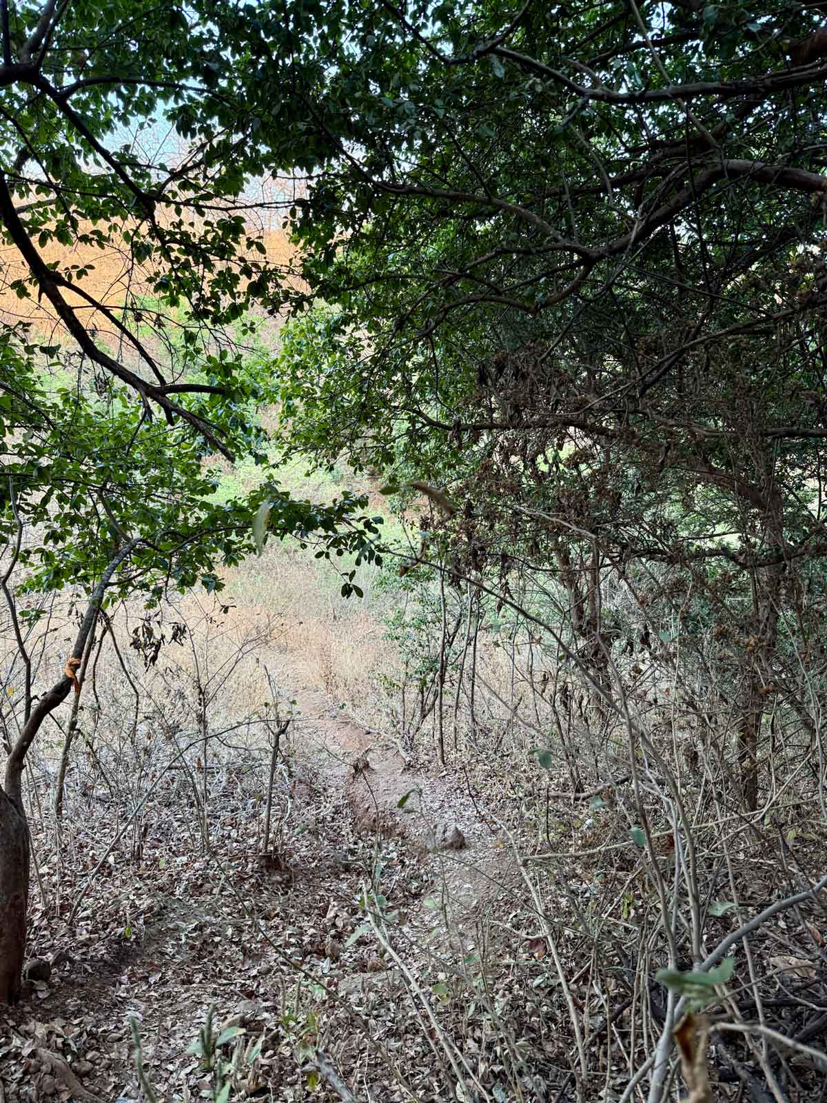 A view looking down a narrow, winding dirt trail at Savlya Ghat, surrounded by a mix of dry brush and some green-leafed trees providing partial shade, illustrating the rugged terrain of the trek during the current season.